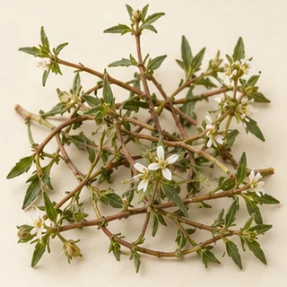 白花蛇舌草