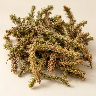 伸筋草