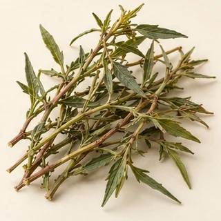 穿心莲