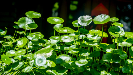 中草药小知识：金钱草的功效及作用介绍