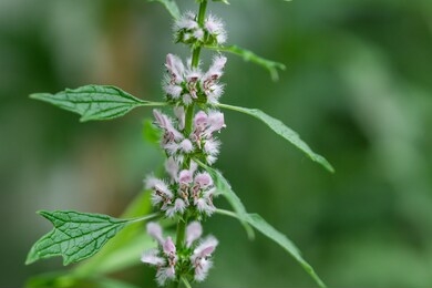 中草药小知识：  益母草的功效及作用介绍