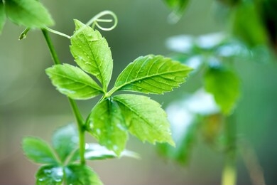 中草药小知识：绞股蓝的功效及作用介绍
