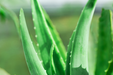 中草药小知识：芦荟汁的功效及作用介绍