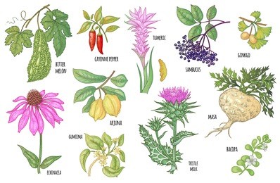 中草药小知识：苦菜的功效及作用介绍